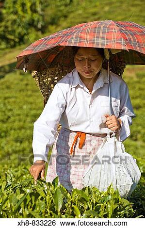 Stock Photograph - India, West Bengal, Darjeeling, Happy Valley Tea Estate, Woman tea picking. Fotosearch