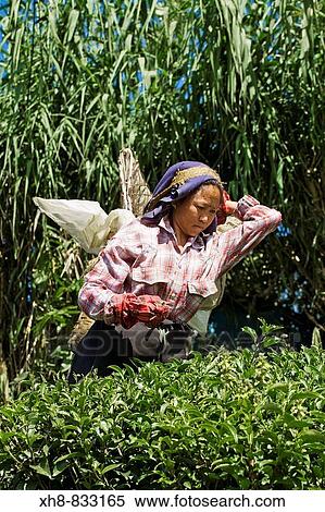 India, West Bengal, Darjeeling, Happy Valley, Woman tea picking View Large Photo Image Stock Photography - India, West Bengal, Darjeeling, Happy Valley, Woman tea picking. Fotosearch