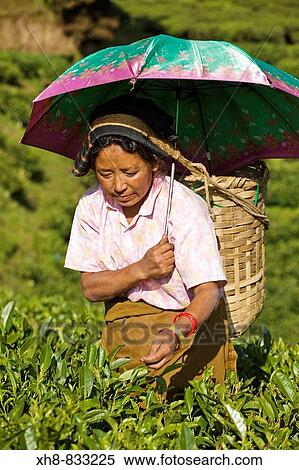 Stock Photography - India, West Bengal, Darjeeling, Happy Valley Tea Estate, Woman tea picking. Fotosearch