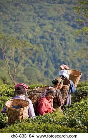 Picture - India, West Bengal, Kurseong, Goomtee Tea Estate, Women tea picking. Fotosearch