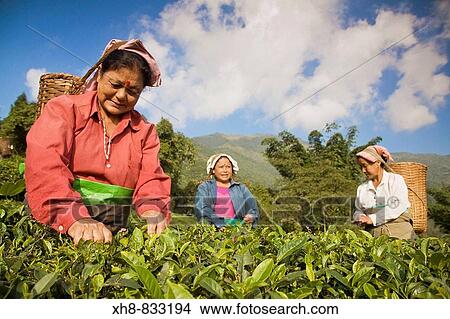 Picture - India, West Bengal, Kurseong, Goomtee Tea Estate, Women tea picking. Fotosearch