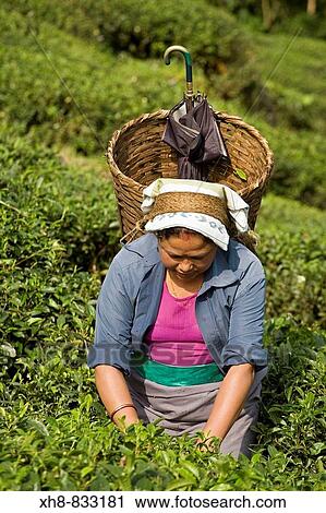 Stock Image - India, West Bengal, Kurseong, Goomtee Tea Estate, Woman tea picking. Fotosearch