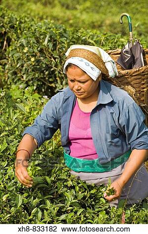 Stock Image - India, West Bengal, Kurseong, Goomtee Tea Estate, Woman tea picking. Fotosearch