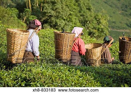 Stock Image - India, West Bengal, Kurseong, Goomtee Tea Estate, Women tea picking. Fotosearch