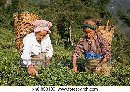 Stock Image - India, West Bengal, Kurseong, Goomtee Tea Estate, Women tea picking. Fotosearch