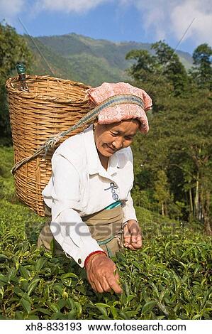 India, West Bengal, Kurseong, Goomtee Tea Estate, Woman tea picking View Large Photo Image Stock Image - India, West Bengal, Kurseong, Goomtee Tea Estate, Woman tea picking. Fotosearch