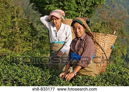Stock Photo - India, West Bengal, Kurseong, Goomtee Tea Estate, Women tea picking. Fotosearch