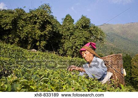 Stock Photo - India, West Bengal, Kurseong, Goomtee Tea Estate, Woman tea picking. Fotosearch