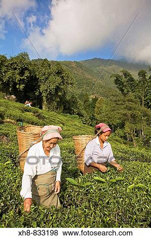 Stock Photo - India, West Bengal, Kurseong, Goomtee Tea Estate, Women tea picking. Fotosearch