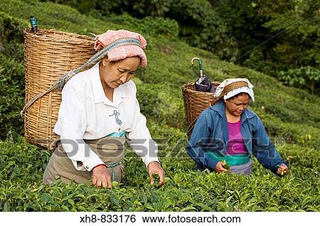 Stock Photograph - India, West Bengal, Kurseong, Goomtee Tea Estate, Women tea picking. Fotosearch