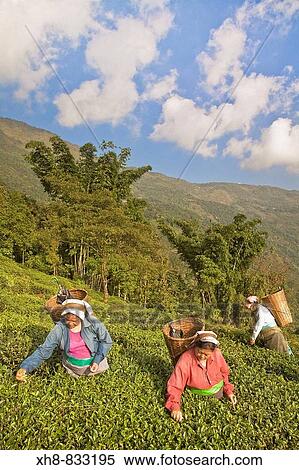 Stock Photography - India, West Bengal, Kurseong, Goomtee Tea Estate, Women tea picking. Fotosearch