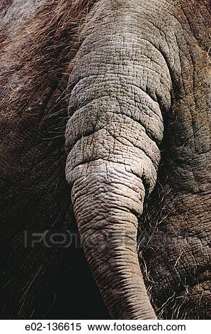 Stock Photography - Indian Elephant (Elephas maximus). Fotosearch