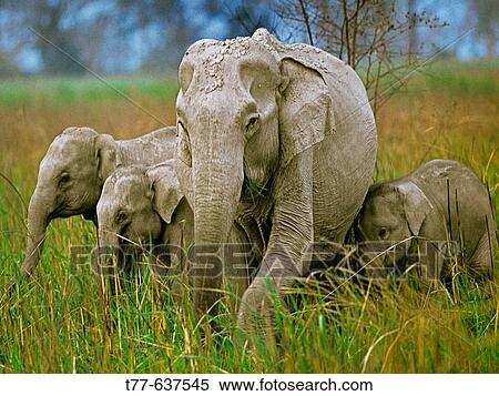 Indian elephant, Elephas maximus, with their calf. Bandipur Wildlife Sanctuary, Karnataka, India. View Large Photo Image Stock Photography - Indian elephant, Elephas maximus, with their calf. Bandipur Wildlife Sanctuary, Karnataka, India.. Fotosearch