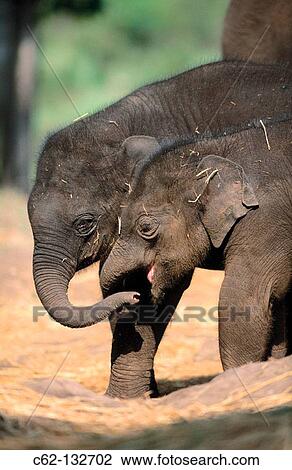 Indian Elephants (Elephas maximus) View Large Photo Image Stock Image - Indian Elephants (Elephas maximus). Fotosearch
