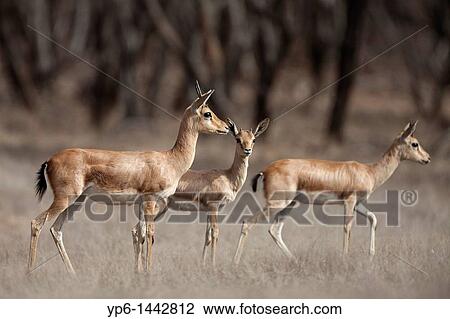Stock Image - Indian Gazelles Gazella bennettii, Ranthambore National Park, Rajasthan, India. Fotosearch