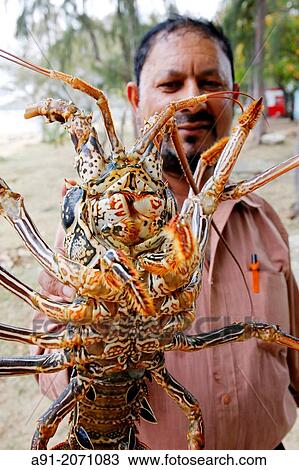 Stock Image - Indian Ocean, Mauritius island, Le Morne, fish seller, holding a lobster. Fotosearch