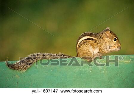 Stock Photo - Indian palm squirrel also called Three-Striped palm squirrel (Funambulus palmarum), Kalutara, Sri Lanka. Fotosearch