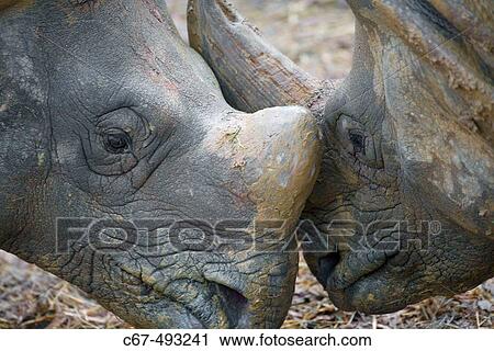 Indian Rhinoceros (Rhinoceros unicornis). View Large Photo Image Stock Image - Indian Rhinoceros (Rhinoceros unicornis).. Fotosearch