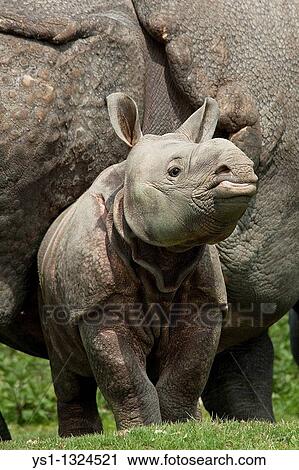 Indian Rhinoceros, rhinoceros unicornis, Mother with Calf View Large Photo Image Stock Image - Indian Rhinoceros, rhinoceros unicornis, Mother with Calf. Fotosearch