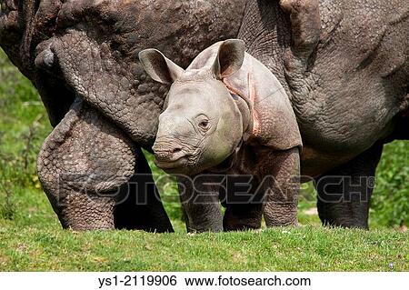 Indian Rhinoceros, rhinoceros unicornis, Mother with Male Calf. View Large Photo Image Stock Photograph - Indian Rhinoceros, rhinoceros unicornis, Mother with Male Calf.. Fotosearch
