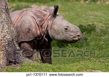 INDIAN RHINOCEROS rhinoceros unicornis, CALF View Large Photo Image Stock Image - INDIAN RHINOCEROS rhinoceros unicornis, CALF. Fotosearch