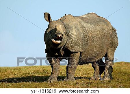 Stock Photo - INDIAN RHINOCEROS rhinoceros unicornis, ADULT CALLING OUT. Fotosearch