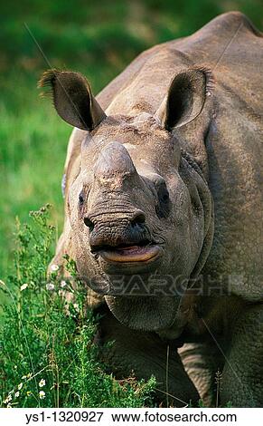 Indian Rhinoceros (Rhinoceros unicornis) View Large Photo Image Stock Photo - Indian Rhinoceros (Rhinoceros unicornis). Fotosearch