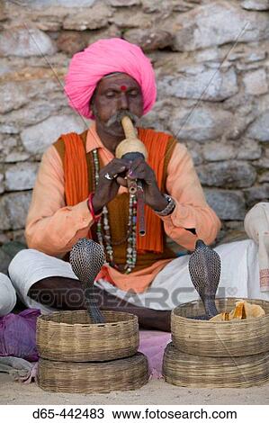 Indian Snake Charmer with Cobras. Pushkar camel fair. Pushkar. Rajasthan. India. View Large Photo Image Stock Image - Indian Snake Charmer with Cobras. Pushkar camel fair. Pushkar. Rajasthan. India.. Fotosearch