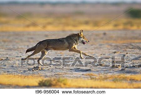 Indian Wolf in Rann of Katchh Gujarat India View Large Photo Image Picture - Indian Wolf in Rann of Katchh Gujarat India. Fotosearch