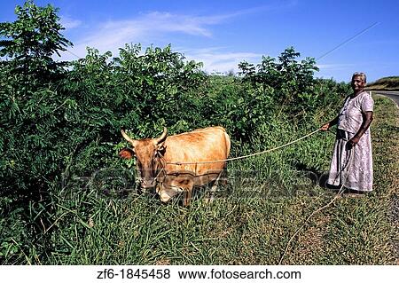 Indian Woman with Cow on the Coral Coast in the Fiji Islands View Large Photo Image Stock Photo - Indian Woman with Cow on the Coral Coast in the Fiji Islands. Fotosearch