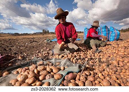Indigenous women of Sacred Valley picking up potatoes, Cuzco, Peru, South America. View Large Photo Image Stock Image - Indigenous women of Sacred Valley picking up potatoes, Cuzco, Peru, South America.. Fotosearch