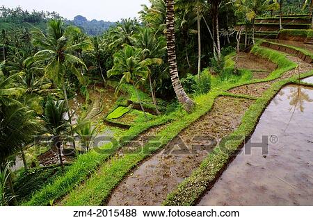 INDONESIA, BALI, TERRACED RICE FIELDS AT GUNUNG KAWI. View Large Photo Image Stock Photo - INDONESIA, BALI, TERRACED RICE FIELDS AT GUNUNG KAWI.. Fotosearch