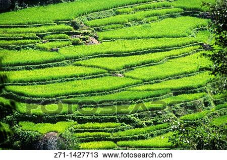 Indonesia, Sulawesi, Tanatoraja, Lempo, terraced rice fields, View Large Photo Image Stock Image - Indonesia, Sulawesi, Tanatoraja, Lempo, terraced rice fields,. Fotosearch