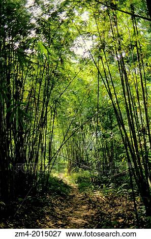 INDONESIA, SUMATRA, NEAR BOHOROK, GIANT BAMBOO. View Large Photo Image Stock Photo - INDONESIA, SUMATRA, NEAR BOHOROK, GIANT BAMBOO.. Fotosearch