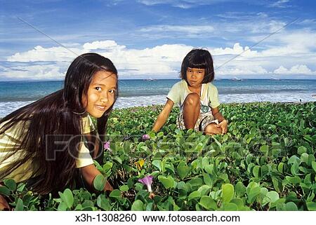 Indonesian little girls picking flowers on the beach, Sumatra island, Republic of Indonesia, Southeast Asia and Oceania View Large Photo Image Stock Image - Indonesian little girls picking flowers on the beach, Sumatra island, Republic of Indonesia, Southeast Asia and Oceania. Fotosearch
