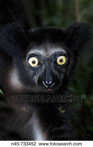 Indri Lemur. Madagascar View Large Photo Image Stock Image - Indri Lemur. Madagascar. Fotosearch