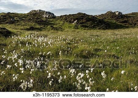 Inishbofin island, Connemara, County Galway, Ireland, Western Europe View Large Photo Image Stock Image - Inishbofin island, Connemara, County Galway, Ireland, Western Europe. Fotosearch