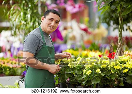 Inmigrante hondureo trabajando en Espaa, jardinero, Garden center. View Large Photo Image Stock Image - Inmigrante hondureo trabajando en Espaa, jardinero, Garden center.. Fotosearch