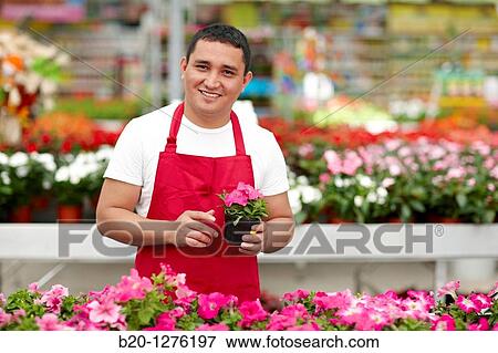 Inmigrante hondureo trabajando en Espaa, jardinero, Garden center. View Large Photo Image Stock Photo - Inmigrante hondureo trabajando en Espaa, jardinero, Garden center.. Fotosearch