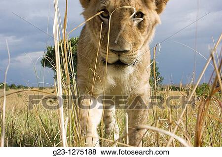 Inpressions of lions View Large Photo Image Stock Photo - Inpressions of lions. Fotosearch