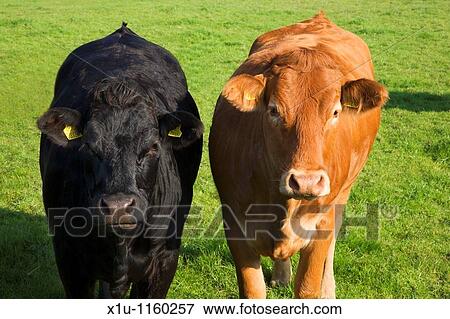 Inquisitive Cattle near Askrigg Wensleydale Yorkshire England View Large Photo Image Stock Photo - Inquisitive Cattle near Askrigg Wensleydale Yorkshire England. Fotosearch