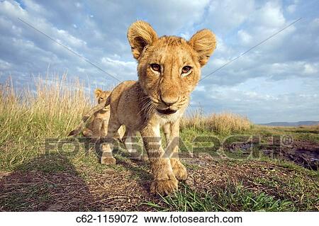 Inquisitive Lion cub (Panthera leo) -wide angle perspective-, Maasai Mara National Reserve, Kenya View Large Photo Image Stock Image - Inquisitive Lion cub (Panthera leo) -wide angle perspective-, Maasai Mara National Reserve, Kenya. Fotosearch