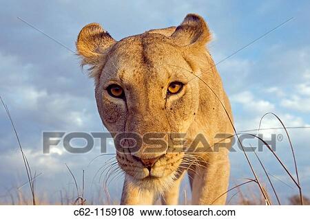 Inquisitive young lion (Panthera leo) -wide angle perspective-, Maasai Mara National Reserve, Kenya View Large Photo Image Stock Photo - Inquisitive young lion (Panthera leo) -wide angle perspective-, Maasai Mara National Reserve, Kenya. Fotosearch