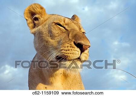 Inquisitive young lion (Panthera leo) -wide angle perspective-, Maasai Mara National Reserve, Kenya View Large Photo Image Stock Photo - Inquisitive young lion (Panthera leo) -wide angle perspective-, Maasai Mara National Reserve, Kenya. Fotosearch