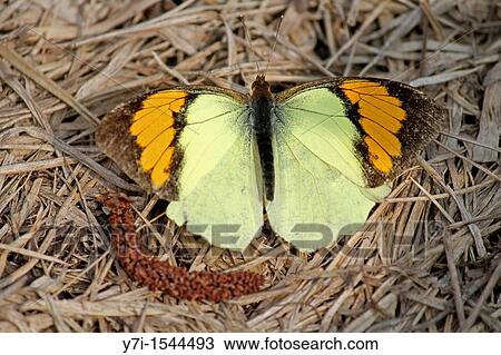 Insect, Butterfly, Yellow orenge Tip, Ixias Pyrene, India View Large Photo Image Stock Image - Insect, Butterfly, Yellow orenge Tip, Ixias Pyrene, India. Fotosearch