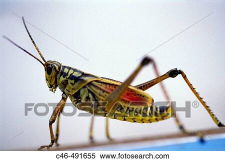 Insect in the Florida Everglades, Miami., Florida. USA View Large Photo Image Stock Photography - Insect in the Florida Everglades, Miami., Florida. USA. Fotosearch