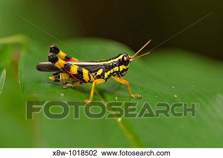 Insect macro, Laos View Large Photo Image Stock Image - Insect macro, Laos. Fotosearch