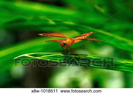 Insect macro, Laos View Large Photo Image Stock Image - Insect macro, Laos. Fotosearch