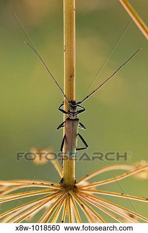 Insect macro, Russia, Moscow Region View Large Photo Image Stock Image - Insect macro, Russia, Moscow Region. Fotosearch