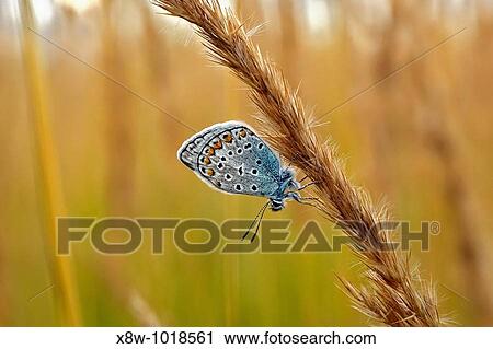 Insect macro, Russia, Moscow Region View Large Photo Image Stock Image - Insect macro, Russia, Moscow Region. Fotosearch